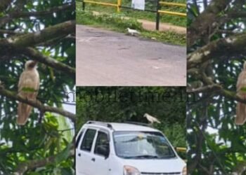 Yellapur A crow that changed its color!