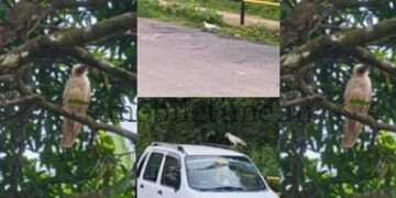 Yellapur A crow that changed its color!