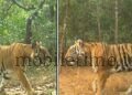 A tiger from Nagarhole has arrived in Ankola!