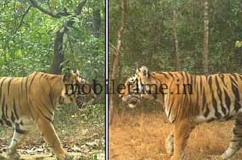 A tiger from Nagarhole has arrived in Ankola!