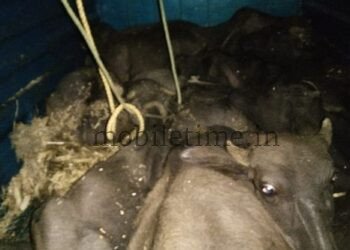 Ankola Buffalo transporters arrested!