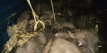 Ankola Buffalo transporters arrested!