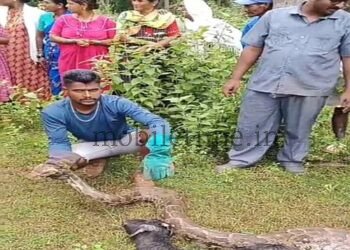 Dandeli That snake was a full 15 feet long!