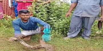 Dandeli That snake was a full 15 feet long!