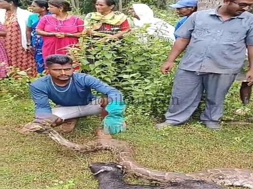 Dandeli That snake was a full 15 feet long!