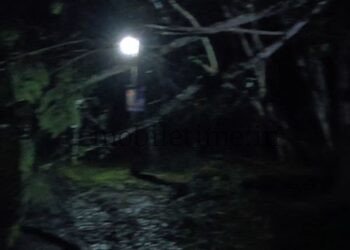 Dandeli Tree felling by mobile phone light!
