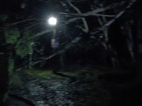 Dandeli Tree felling by mobile phone light!