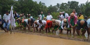 Sirsi Dignitaries step into the paddy field
