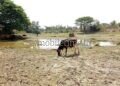 ಯಲ್ಲಾಪುರ-ಮುಂಡಗೋಡು: ಈ ಊರು ಬರಪೀಡಿತ!