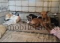 For those officials the suffering of dogs is a source of entertainment!