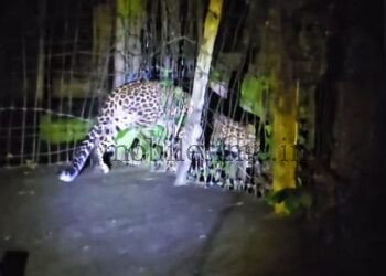 Leopard menace in KPC Colony!