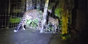 Leopard menace in KPC Colony!