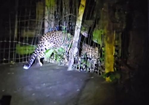 Leopard menace in KPC Colony!