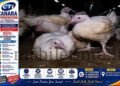 Poultry farm destroyed amidst border dispute!