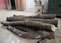 Sandalwood tree toppled by an axe blow!