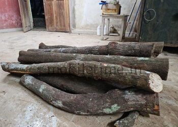 Sandalwood tree toppled by an axe blow!