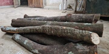 Sandalwood tree toppled by an axe blow!