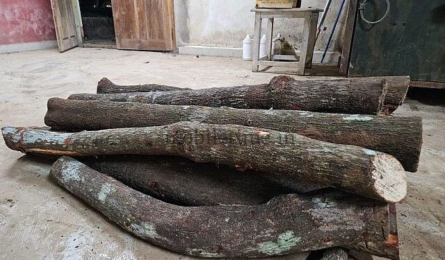 Sandalwood tree toppled by an axe blow!