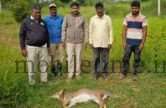 Spotted deer harassed by dogs!