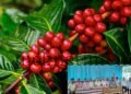 This coffee plant costs 8 rupees!