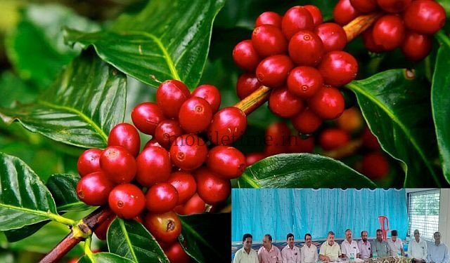 This coffee plant costs 8 rupees!