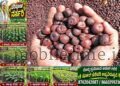 Three sacks of areca nuts vanish in four days!