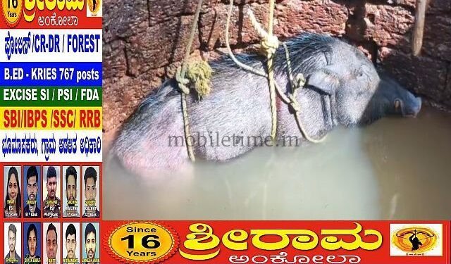 Wild boar jumps into well after being scared by a dog!