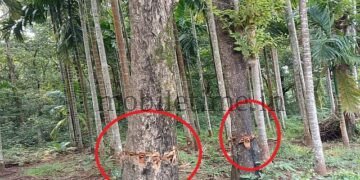 Ankola Poison administered to live trees!