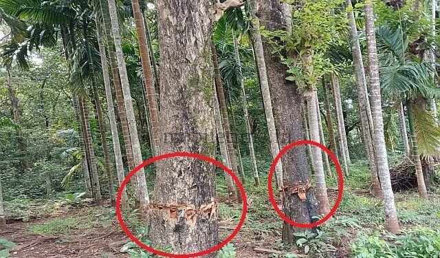 Ankola Poison administered to live trees!