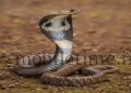 Bhatkal Black cobra bites elderly woman!