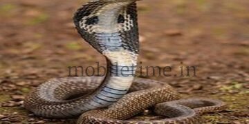 Bhatkal Black cobra bites elderly woman!
