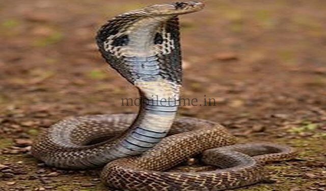 Bhatkal Black cobra bites elderly woman!