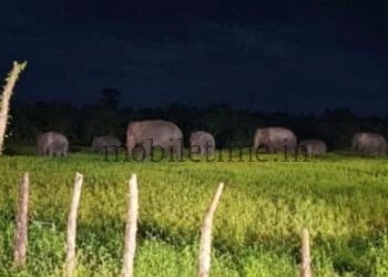 Farmer left reeling by elephant attack!