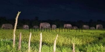 Farmer left reeling by elephant attack!