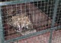 Karwar Leopard trapped in a cage!