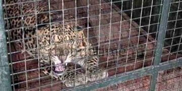 Karwar Leopard trapped in a cage!