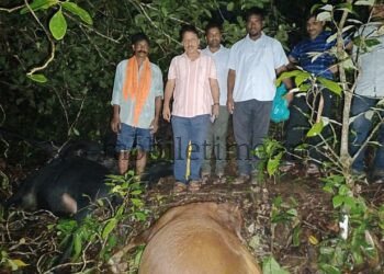 Kumta Seven cows die due to a thunderclap!