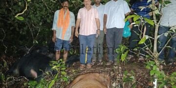 Kumta Seven cows die due to a thunderclap!
