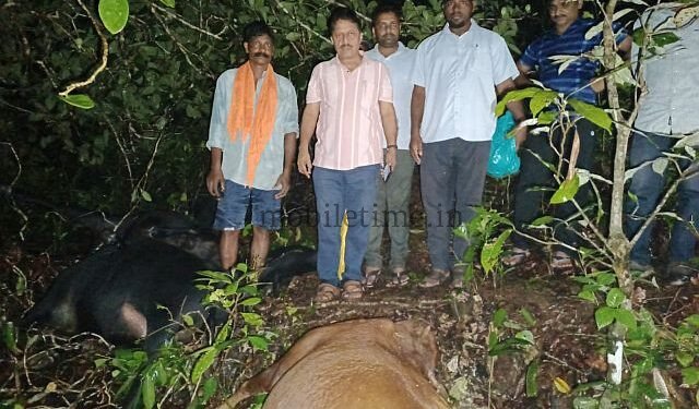 Kumta Seven cows die due to a thunderclap!